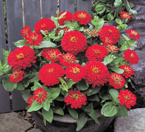 Zinnia Red Dwarf